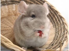 Top 20 Names for Chinchilla Girls
