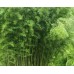 Саженцы бамбука зеленого