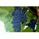 Саженец виноград "Молдова"