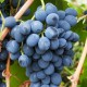 Черенок виноград "Молдова"